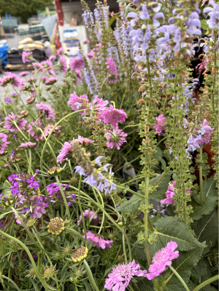 closeup of various purple flowers